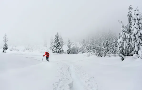 Зима, снег, человек, лыжник