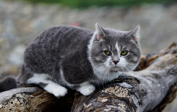 Кошка, кот, взгляд, серый, фон, дерево, брёвна, упитанный