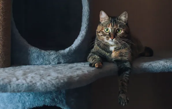 Кошка, кот, взгляд, морда, поза, комната, стена, лапа