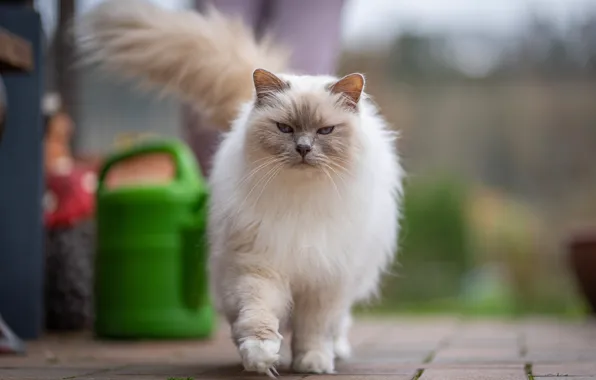 Кошка, кот, взгляд, поза, плитка, сад, мордочка, лейка