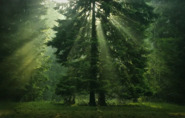 Картинка зелень, лес, дерево, солнечные лучи, хвойные, крона