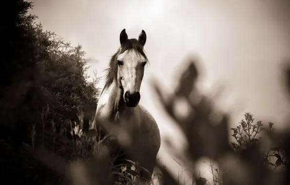 Картинка трава, фото, лошадь, черно-белое, монохром