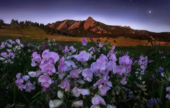 Картинка пейзаж, цветы, горы, природа, рассвет, утро, луг, США