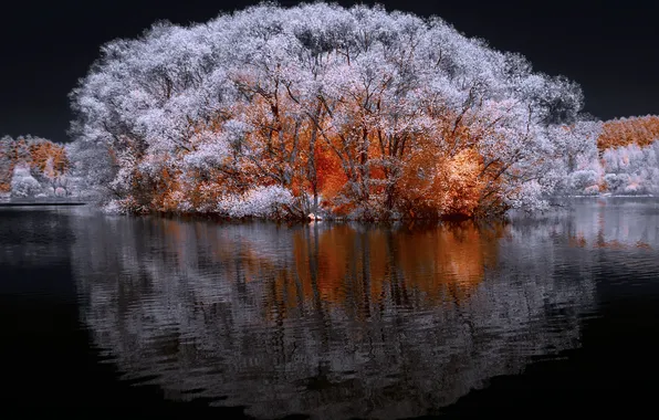 Trees, nature, water, night, lake