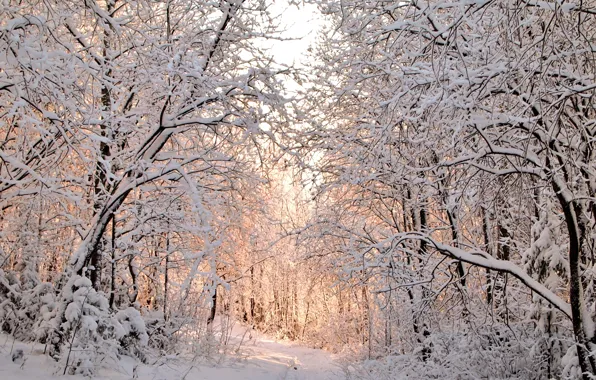 Зима, снег, деревья