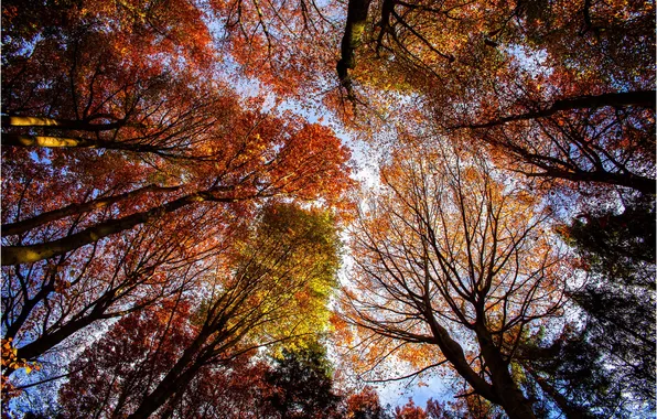 Осень, листья, деревья, кроны