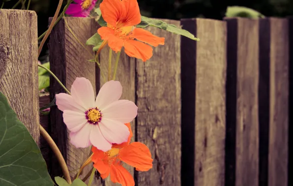 Картинка Цветы, Flowers, Боке, Bokeh