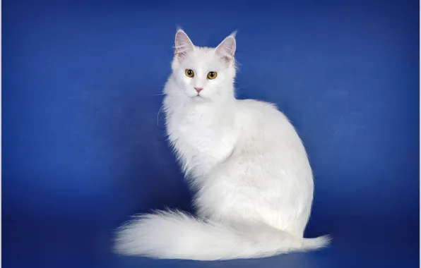 Кошка, взгляд, синий фон