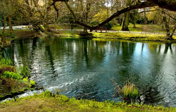 Water, park, lake, pond