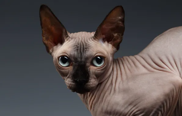 Eyes, look, Sphynx