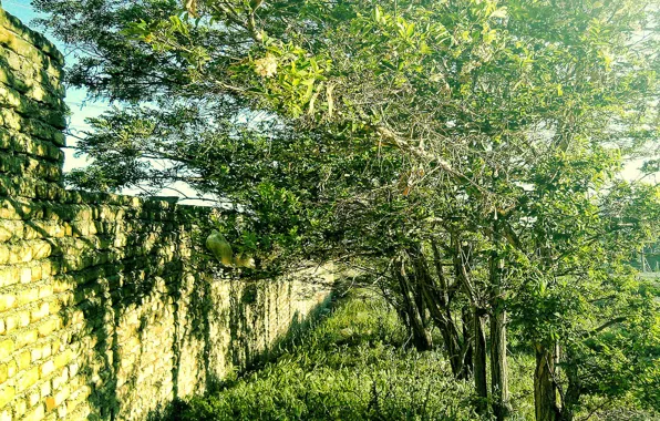 Wall, tree, iran, tehran, evin