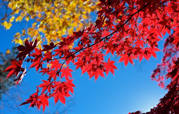 Картинка осень, небо, листья, макро, ветка