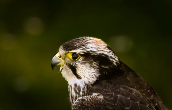 Взгляд, зеленый, блики, фон, птица, профиль, ястреб, Hawk