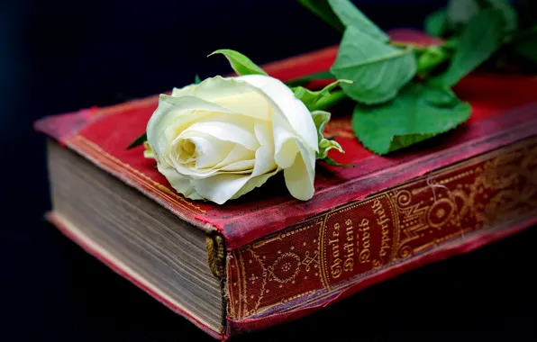 Роза, книга, белая, фолиант