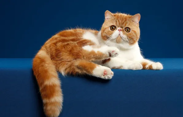 Кошка, взгляд, поза, котенок, фон, рыжий, мордочка, лежит