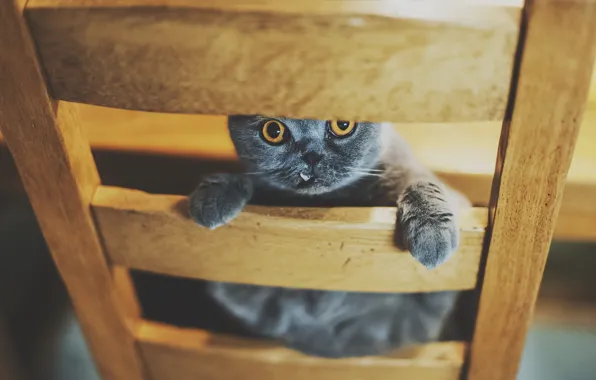 Картинка кошка, взгляд, дом
