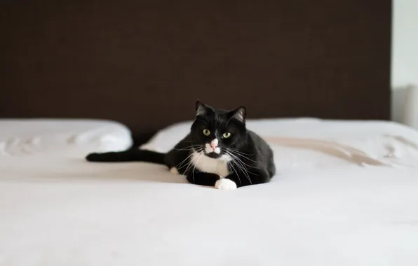 Кот, черно-белый, лежит