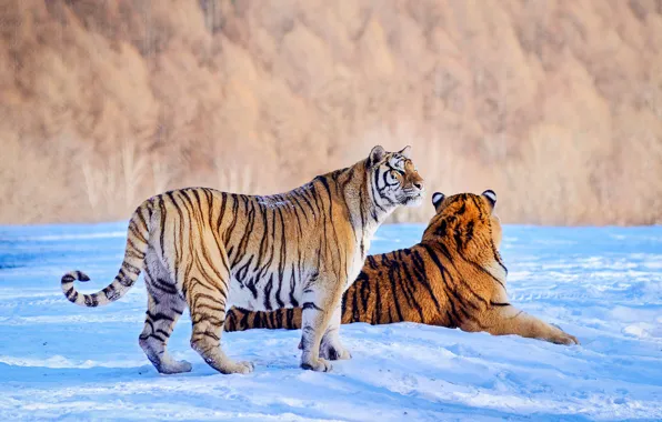 Зима, лес, взгляд, снег, деревья, тигр, пара, сугробы