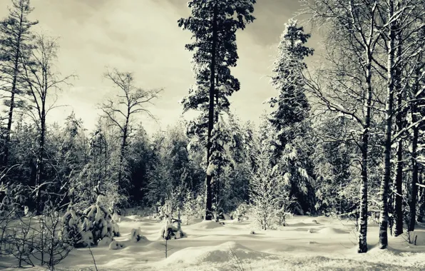 Лес, снег, деревья, Зима, ёлки, Winter