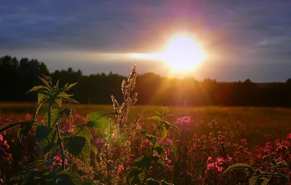 Картинка поле, небо, солнце, закат, цветы