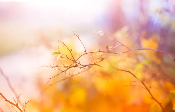 Осень, ветвь, Abstract, Autumn, листики, Colors