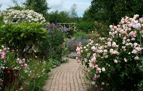 Картинка цветы, Англия, розы, сад, дорожка, кусты, Rosemoor Rose Garden