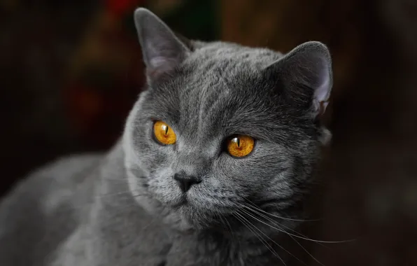 Кошка, взгляд, фон, портрет, мордочка, котейка, Британская короткошёрстная кошка