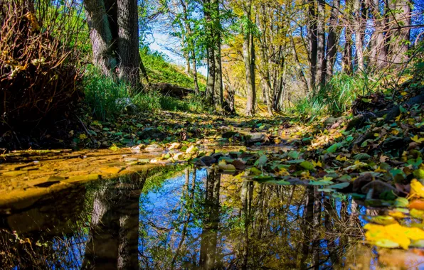Картинка осень, лес, листья, вода, деревья, природа, отражение, время года