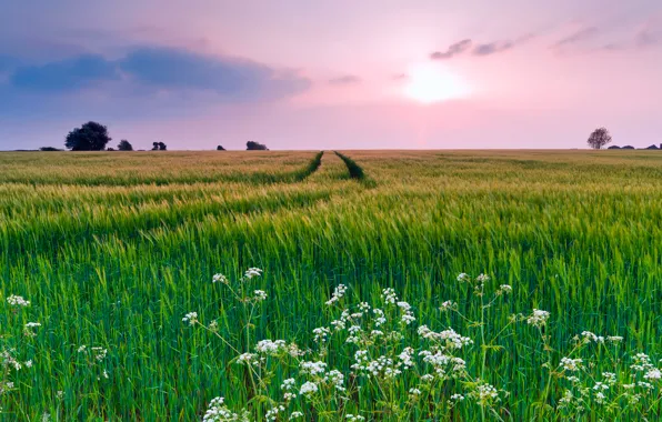 Картинка поле, лето, небо, трава, облака, цветы, природа, вечер