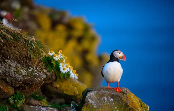 Цветы, природа, птица, Puffin