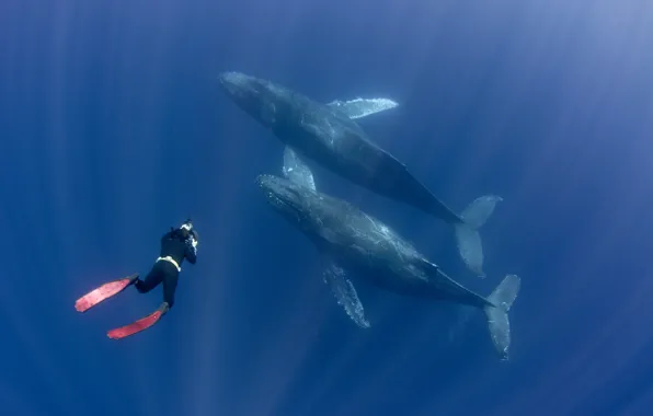 Картинка whales, fins, diver