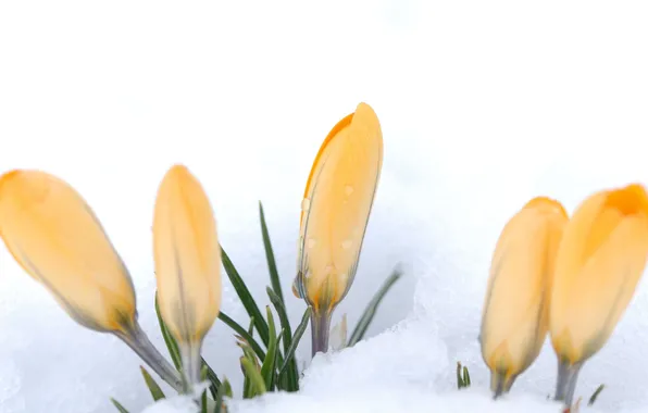 Картинка снег, цветы, желтые, крокусы