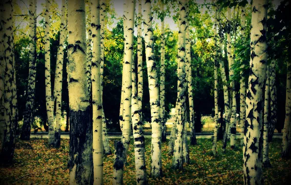 Осень, листья, березы, роща