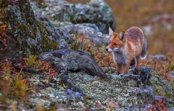 Fox, tree, coat