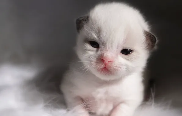 Кошка, белый, взгляд, котенок, малыш, мех, серый фон, мордашка