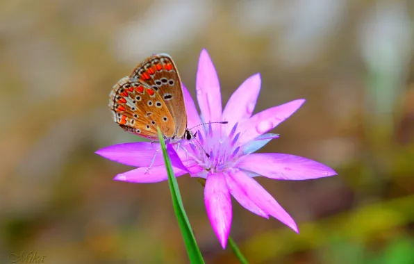 Картинка Макро, Бабочка, Цветок, Flower, Macro, Butterfly