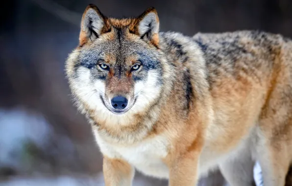 Nature, face, animal, wolf, wildlife, head, fur, mammal