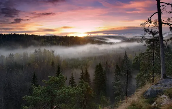 Картинка лес, деревья, природа, туман, восход, утро, Финляндия, Finland