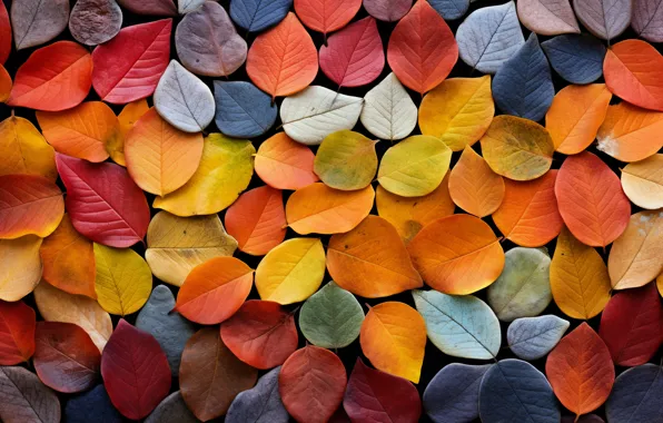 Текстура, фон, colorful, leaves, осень, autumn, листья