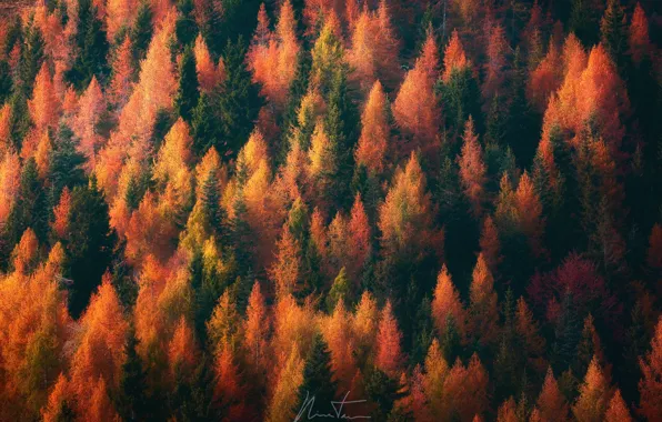 Картинка осень, лес, деревья, природа, краски