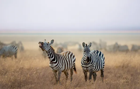 Картинка природа, савана, зебры