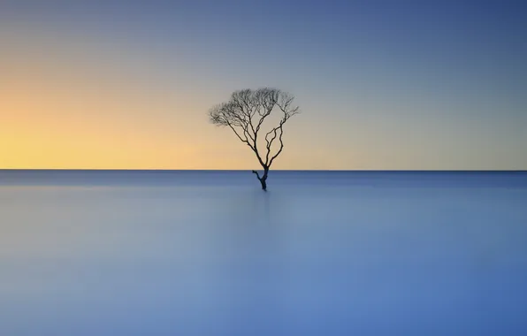 Картинка море, пейзаж, закат, дерево