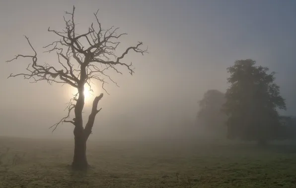 Картинка пейзаж, туман, дерево, утро