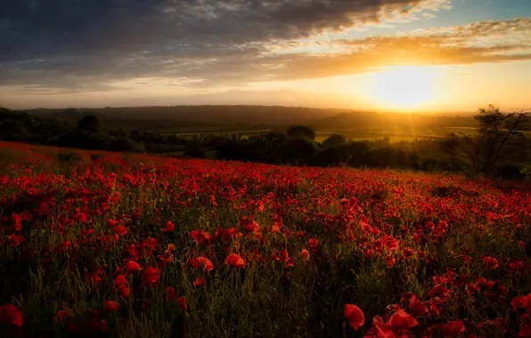 Картинка поле, закат, цветы, Англия, маки, England, Гэмпшир, Hampshire