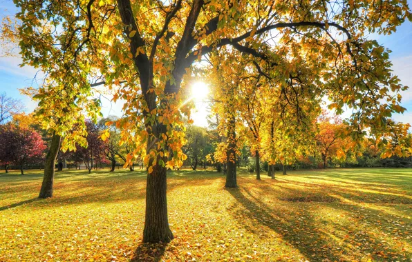 Картинка garden trees, sunbeams, nature, autumn