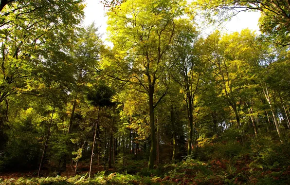 Картинка осень, лес, деревья, Германия, день, солнечный