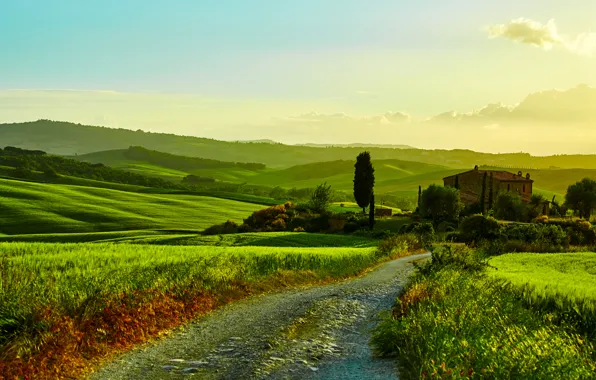Картинка дорога, зелень, трава, деревья, дом, поля, Италия, кусты
