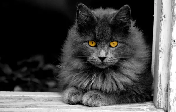 Кошка, кот, серый, пушистый, окно, желтые глаза