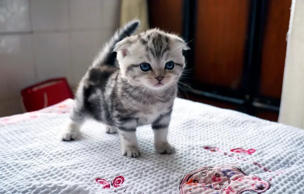 Кошка, котенок, серый, комната, вислоухий, малыш, постель, полосатый