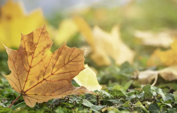 Осень, листья, желтые, colorful, клен, yellow, autumn, leaves